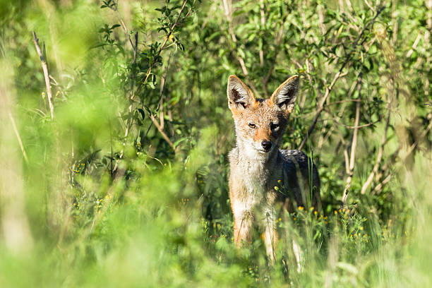 istock Jackal Wildlife Animal 530482931