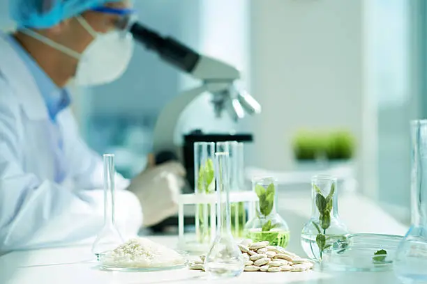 White beans and green leafs in flasks on the table with biologist in the background