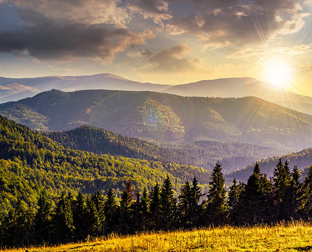 istock coniferous forest on a mountain slope at sunset 530484206
