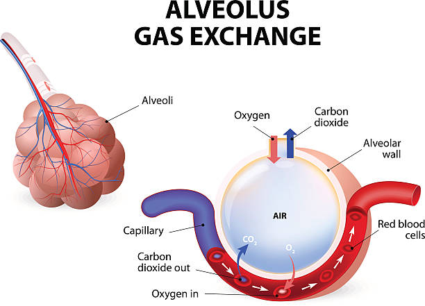 ilustraciones, imágenes clip art, dibujos animados e iconos de stock de alveolus. intercambio gaseoso - human trachea
