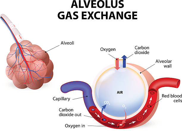 Alveolus. gas exchange Alveolus. gas exchange. Pulmonary alveolus. alveoli and capillaries in the lungs. respiratory system stock illustrations