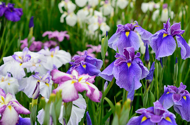istock Japanese iris, hana shoubu, Iris ensata 530484358