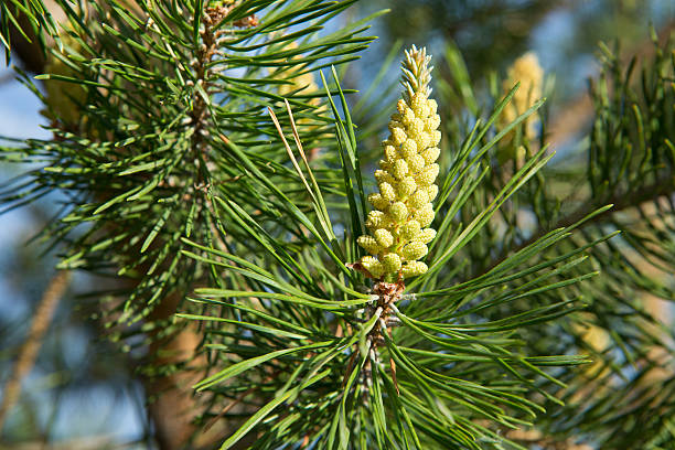 waldföhre pollen hütchen in den frühling - wascana lake stock-fotos und bilder