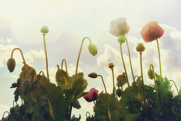 istock Poppy Flowers on a Sunny Day 530484950