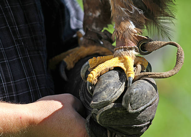falconer com a luva para treinar pássaros - falconry glove - fotografias e filmes do acervo