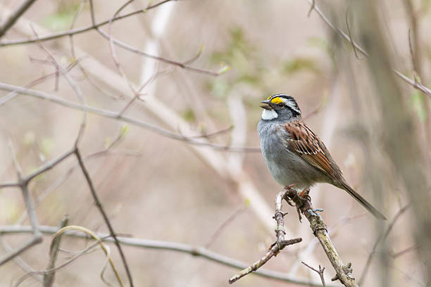 White-throated sparrow bird singing in a springtime forest during migration