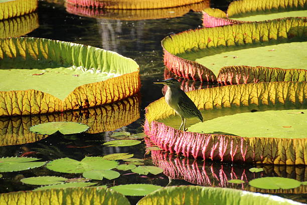 istock Giant African Waterlilly 530485902