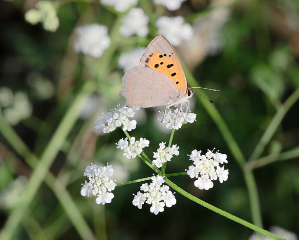 istock Butterfly on white flowers II 530486926