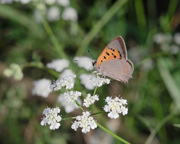 istock Butterfly on white flowers 530487032