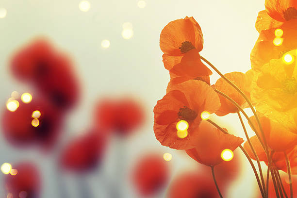 istock poppies in spring with beautiful bokeh 530487564