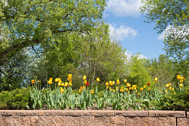 tulipas e árvores paisagem de primavera - wascana lake - fotografias e filmes do acervo