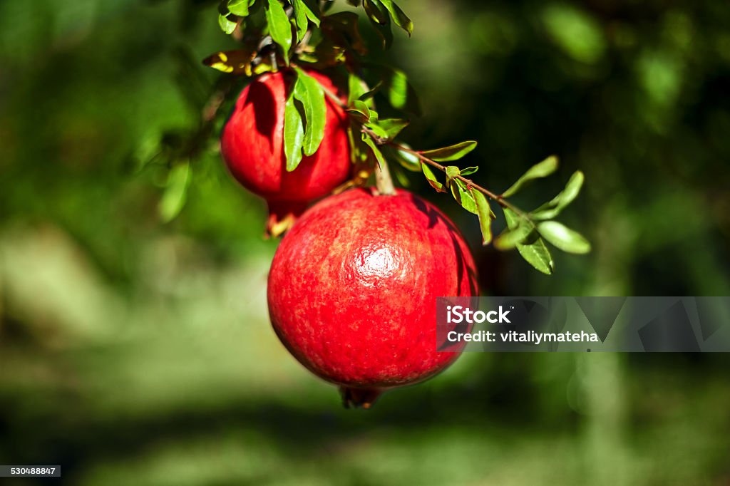pomegranates  on a green background ripe cracked raw pomegranates hanging on the branch on a green  background Agriculture Stock Photo