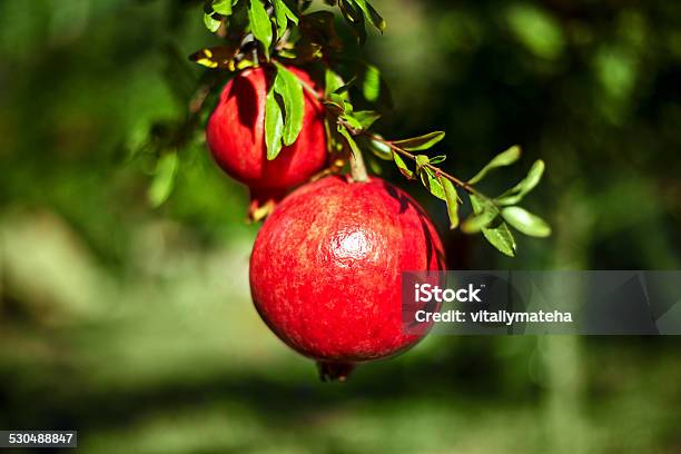 Pomegranates On A Green Background Stock Photo - Download Image Now - Agriculture, Antioxidant, Backgrounds