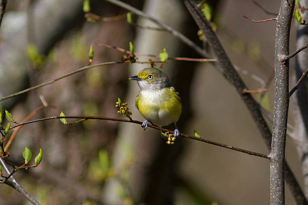 istock White-eyed Vireo bird perched on a tree branch 530489174