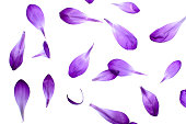 Purple Petals Isolated on White Background