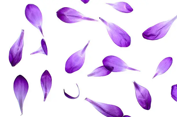 Purple petals isolated on white background, natural pattern.