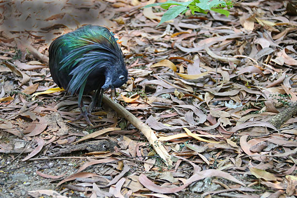 Andaman Islands Animal Animals In The Wild Beak Stock Photos, Pictures & Royalty-Free Images - iStock Andaman Islands Animal Animals In The Wild Beak Stock Photos, Pictures & Royalty-Free Images - iStock