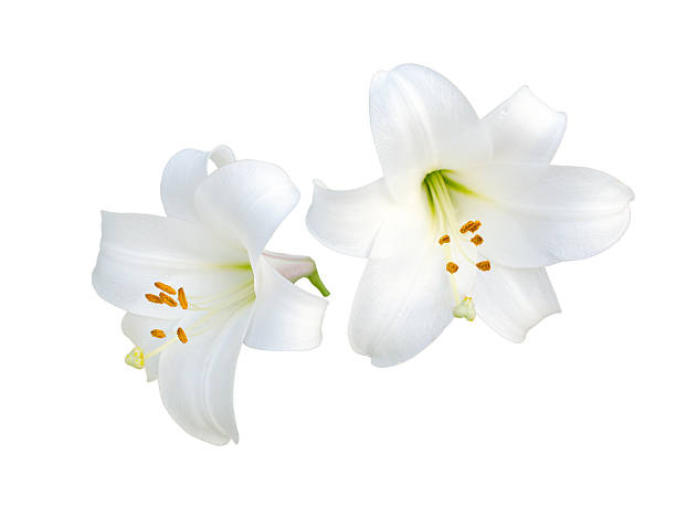 istock Lily varieties flowers 530490863