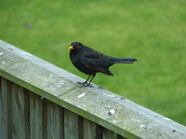 istock Cock Blackbird on a Fence 530491172