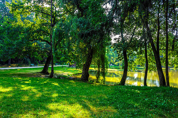 istock trees near a pond in city park 530491398