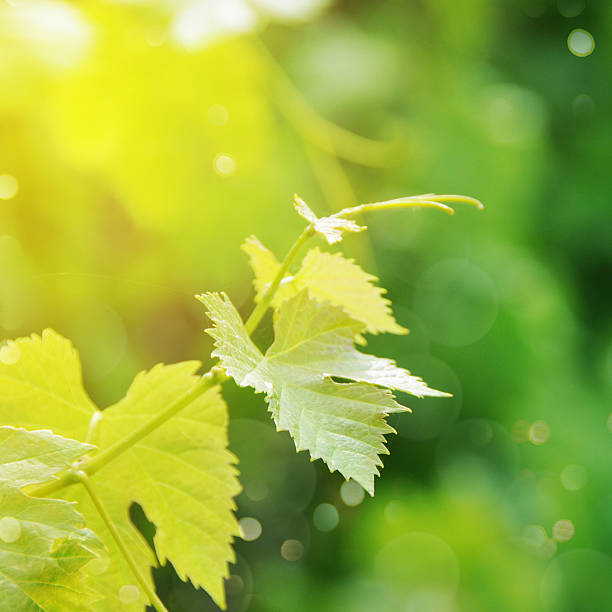 istock Grapes leaves in a vineyard 530491550