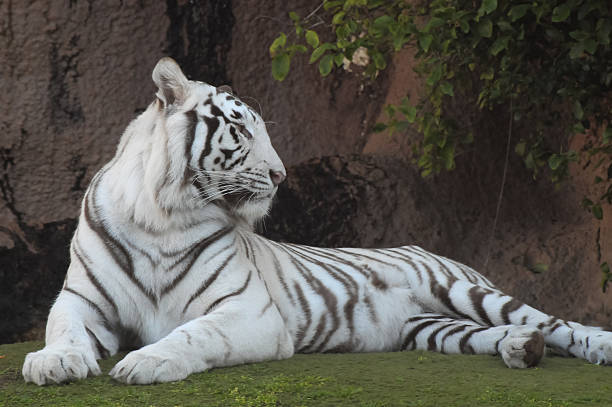 istock Black and White Striped Tiger 530491613