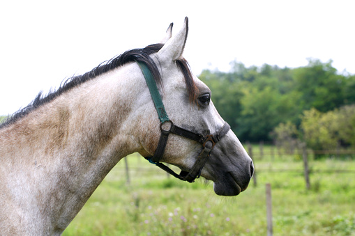Horse pony  close up head neck side profile  portrait profile against white trailer.