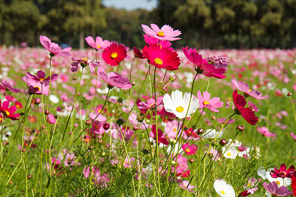 istock cosmos flower in garden 530492805