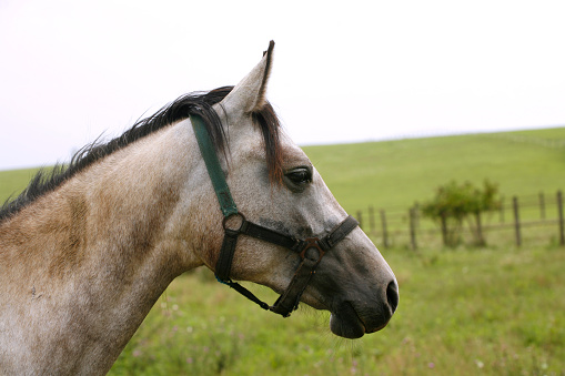 A portrait of a black quarter horse with a small white star on his forehead without a bridle looking at the camera against a blue sky.
