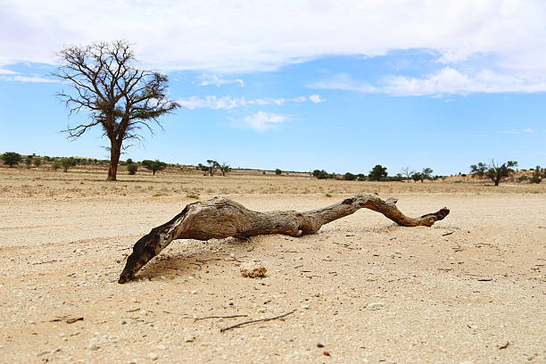Dead piece of tree on the gravel road in the desert. Kalahari desert in South Africa.
