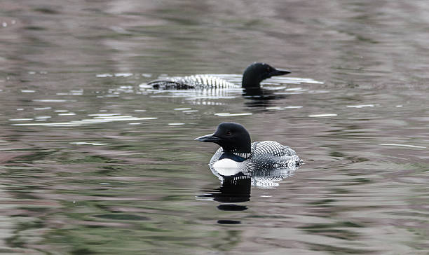 istock Common Loon - Gavia immer - swims slowly looking for fish. 530493446