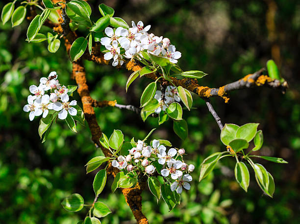 istock Flowering pear tree in early spring with blue sky 530493502
