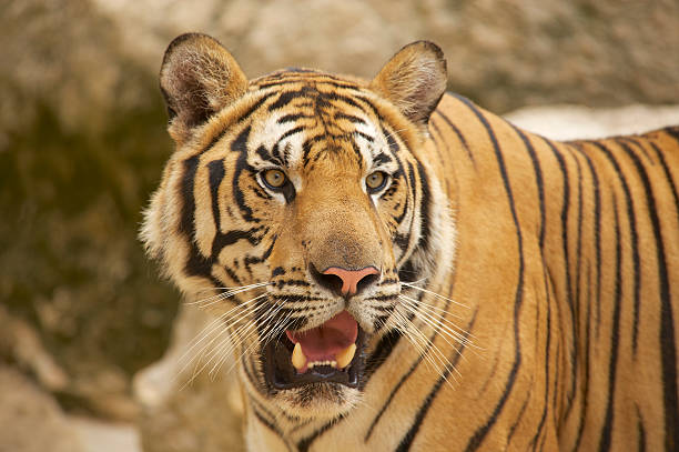взрослый indochinese тигра. - tiger animal endangered species human face стоковые фото и изображения