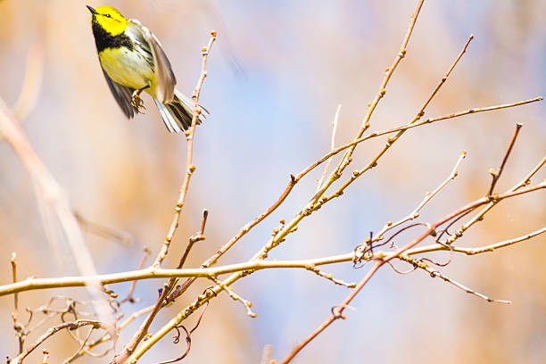istock Black-throated Green Warbler 530493908