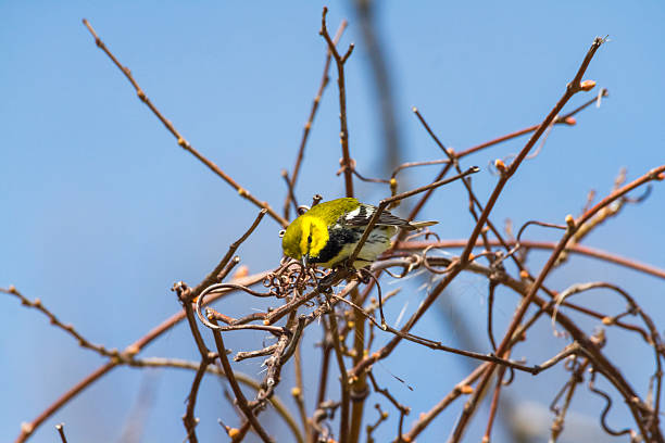 istock Black-throated Green Warbler 530493942