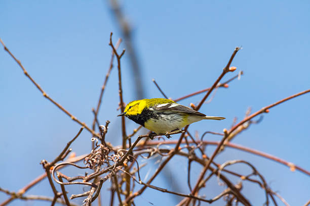 istock Black-throated Green Warbler 530493960