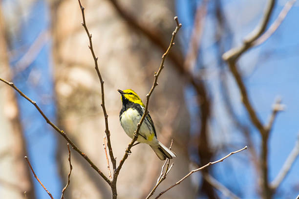 istock Black-throated Green Warbler 530494060