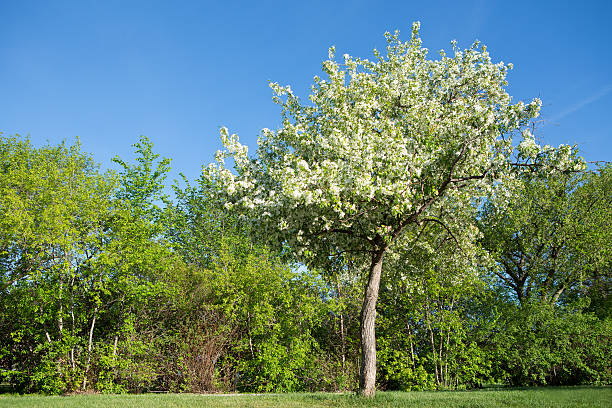 Crabapple tree flowering in Spring against blue sky