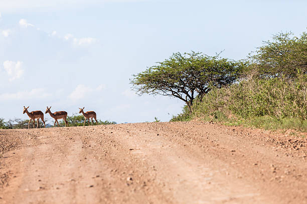 istock Buck Landscape Wildlife 530495309