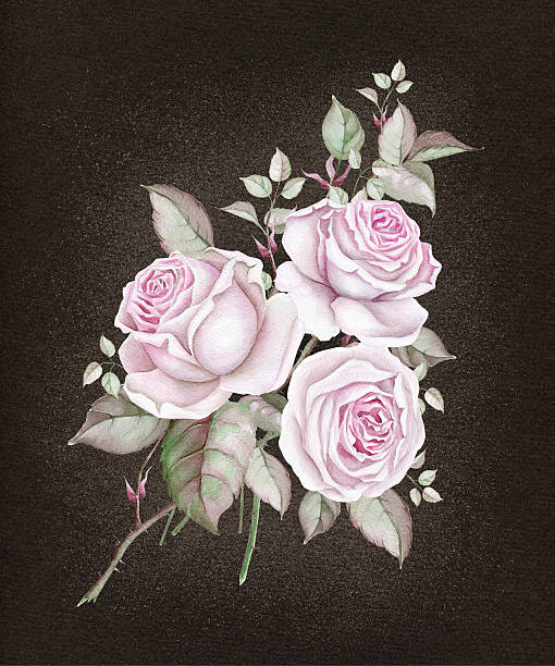 Bouquet of roses on dark background Watercolor roses on dark brown paper textured background english rose stock illustrations