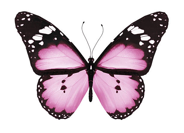 istock Pink butterfly, isolated on white 530495827