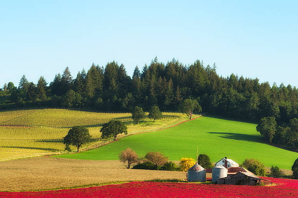 dundee hills farm nella luce del mattino - clover field blue crop foto e immagini stock