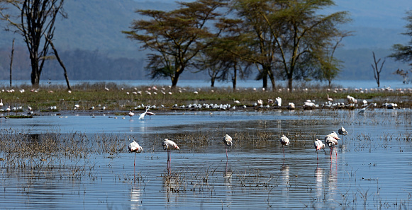Pink Flamingos in the natural habitat . Kenya . Lake Nakuru .Flamingos in the National Park Lake Nakuru Africa