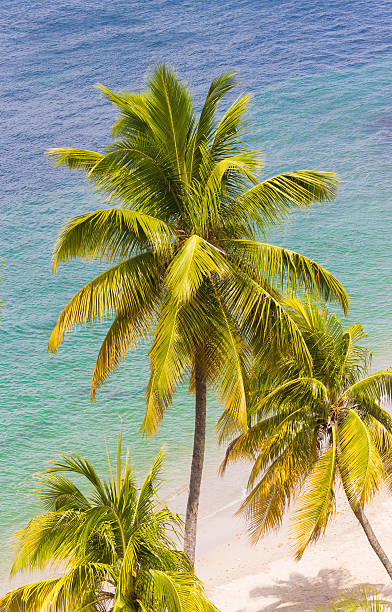 istock The caribbean beach, Martinique island. 530497426