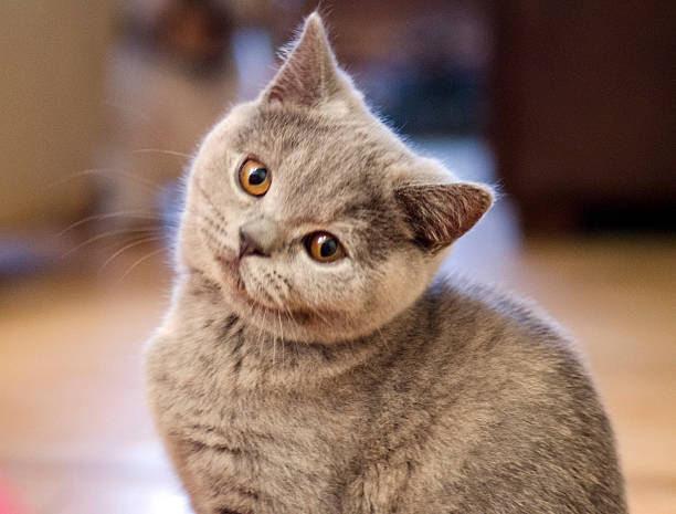 istock Pedigree Cat British Shorthair 530498896