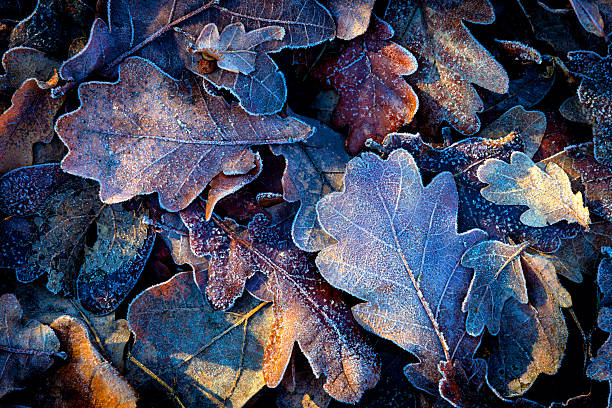 istock nice autumn leafs with frost 530499060