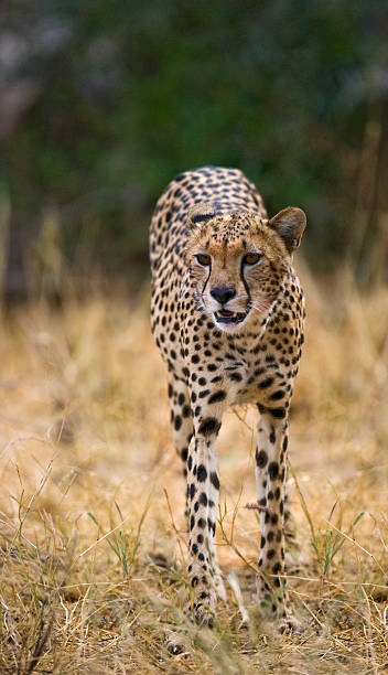 istock Cheetah in the savanna 530499796