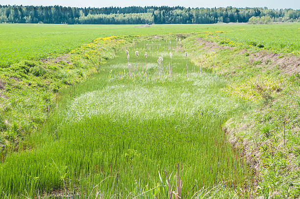 istock The river in the field, overgrown with grass, forest away 530500146
