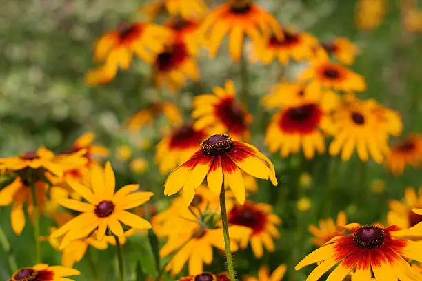 Photo of Rudbeckia two-color - Black-eyed Susan