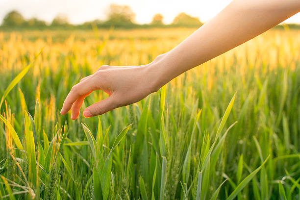 istock Woman hand and a wheat field 530501208